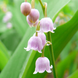 Muguet rose